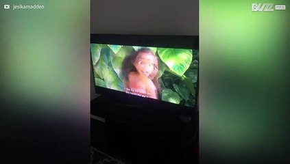 Hond luiert op de bank en kijkt televisie