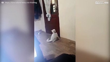 Slimme kat kan deuren openen