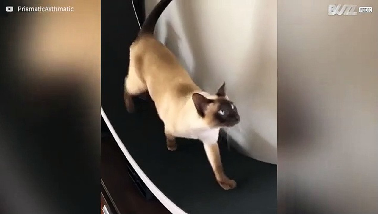 Hamsterkat zegt: 'Waar een wiel is, is een weg!'