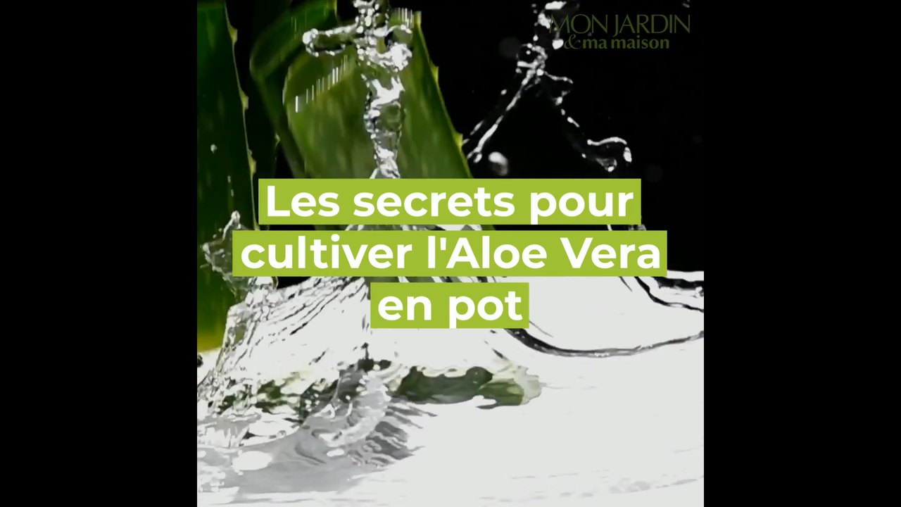 Comment cultiver l'Aloe Vera en pot ?