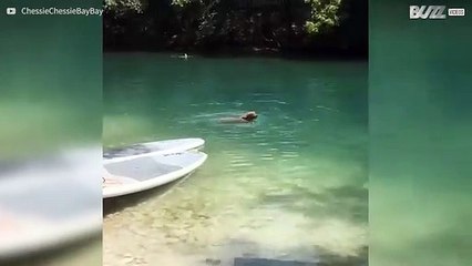 Hond zwemt in rondjes