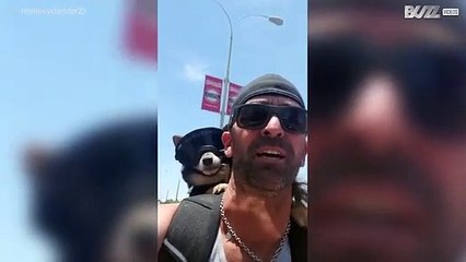 Reislustig hondje rijdt graag mee op motor baasje