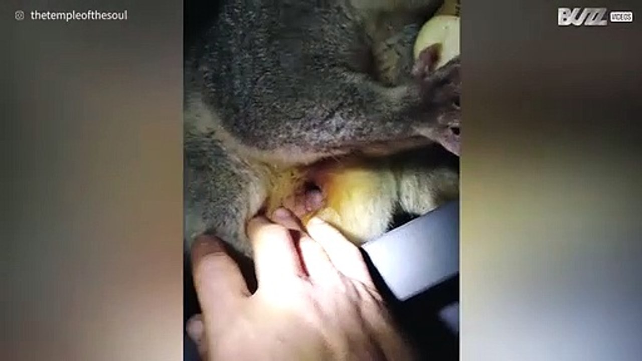Buidelrat moeder draagt baby bij zich