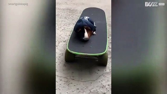 Maak kennis met Oliver, de skateboardende cavia