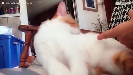 Baasje stoort kat en heeft er meteen spijt van