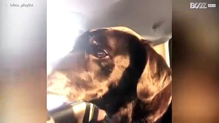 Lievelingslied van deze hond is 'Here Comes The Sun'