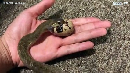 Slang slikt zonder moeite heel ei door