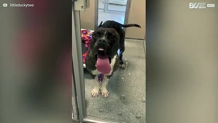 Hond maakt de ramen schoon