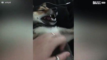 De liefde van deze hond heeft tanden!