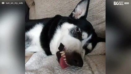 Hond heeft meeslepende droom