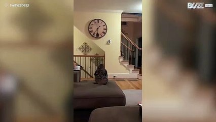 Deze kat bidt de hele dag door