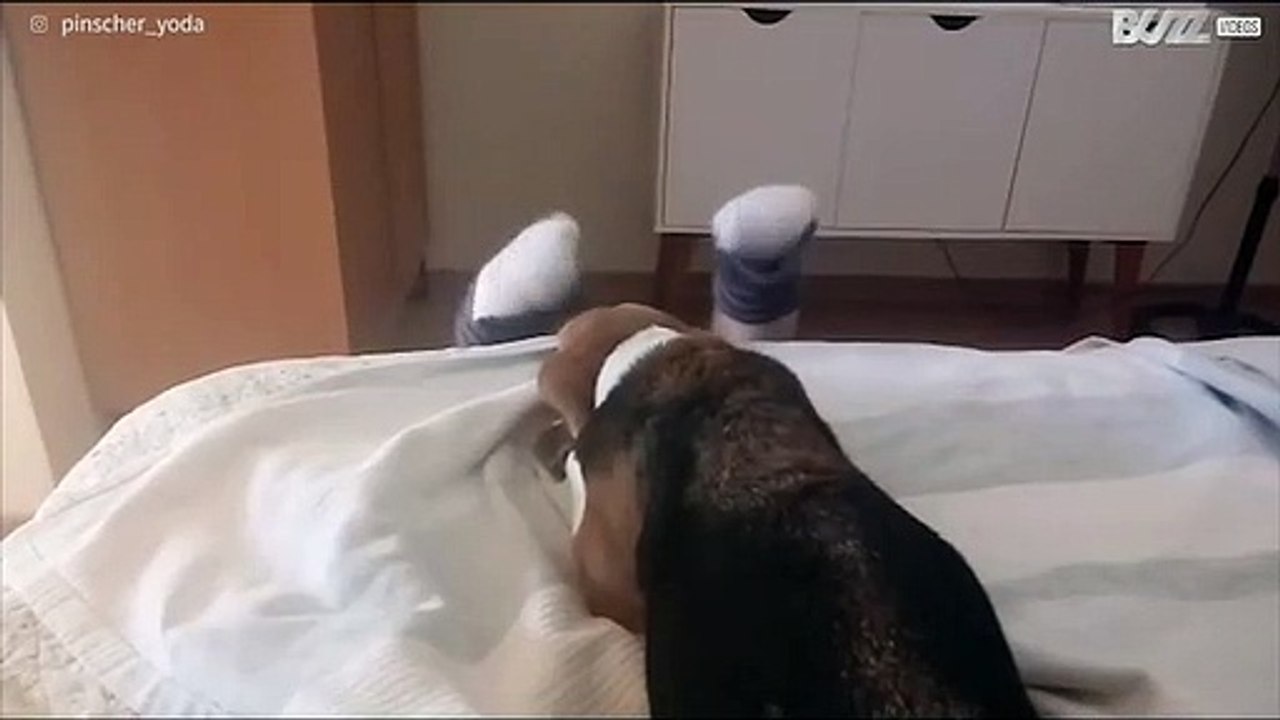 Hond verveelt zich dood bij poppenkast