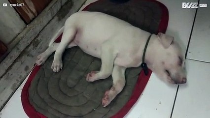 Schattig puppy rent in zijn slaap