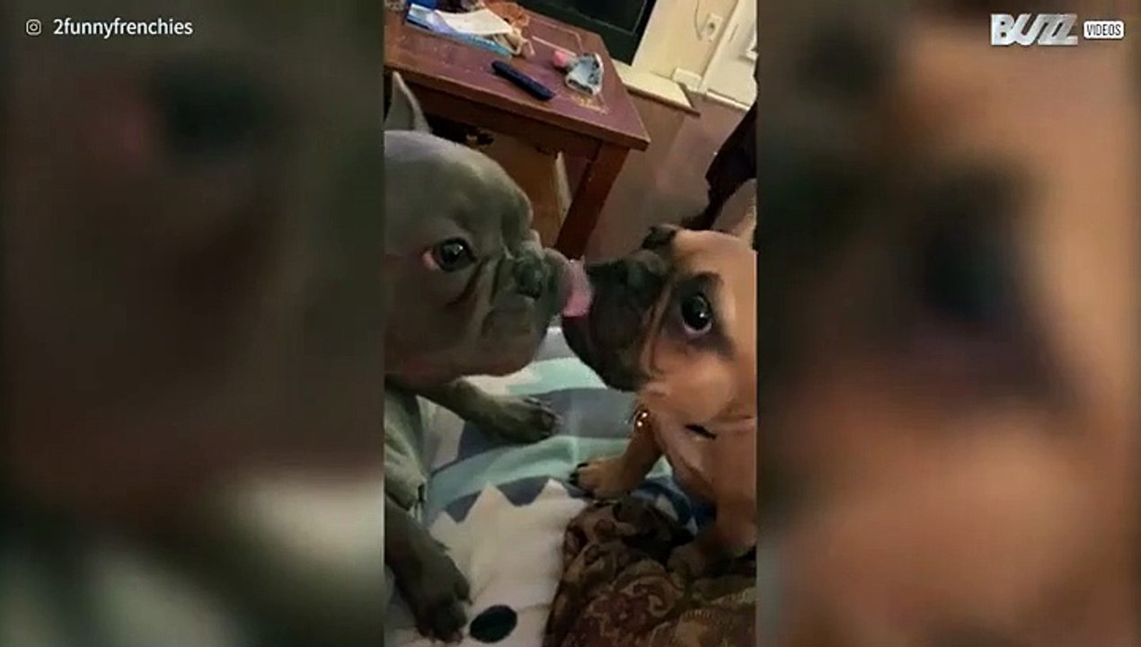 Franse buldog puppy's hebben vriendschapslik uitgevonden