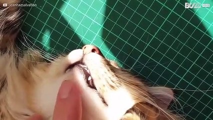 Pratende kat geniet van de zon