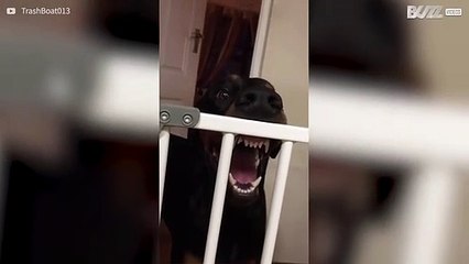 Doberman laat tanden op grappige wijze zien