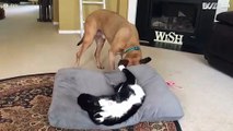 Hond schopt kat uit slaapmand
