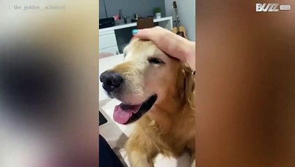 Shaggy kan niet zonder aandacht!