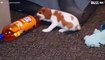 Pup speelt met volle fles frisdrank