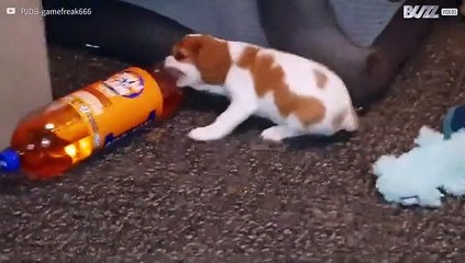 Pup speelt met volle fles frisdrank
