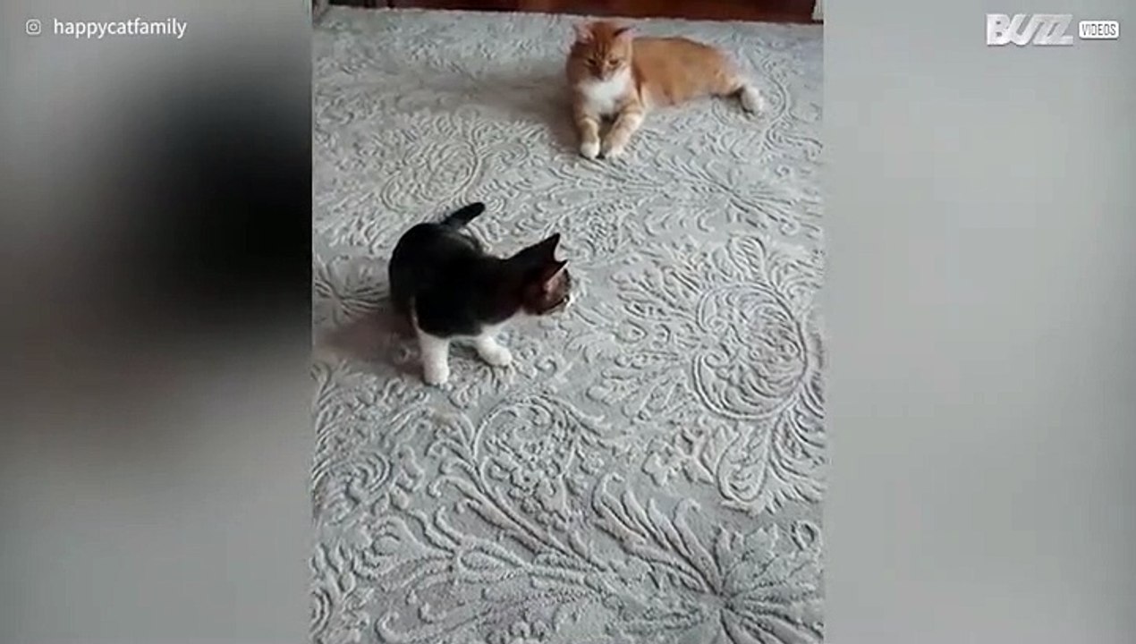 Kitten snuffelt aan achterste van kat, maar heeft meteen spijt