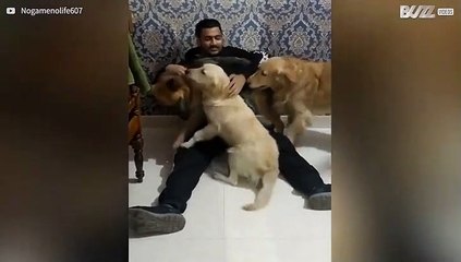 Emotionele hereniging student en zijn drie honden