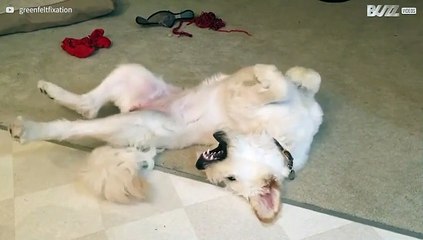 Hond raakt in de war van eigen staart