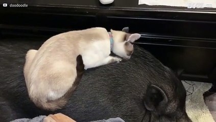 Kat en varken zijn onverwachte vrienden