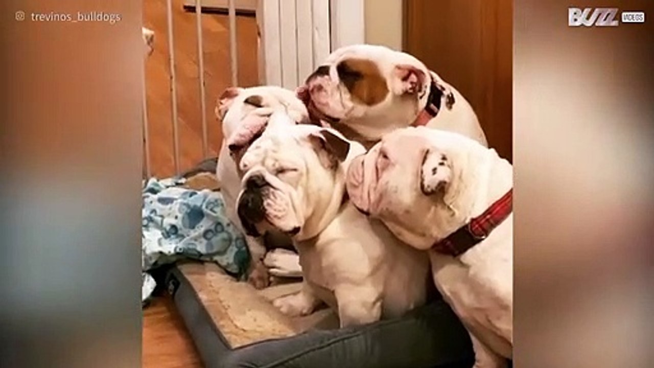 Mama buldog overladen met liefde door gezinnetje