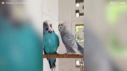 Parkiet wordt gek van zijn hyperactieve soortgenoot!