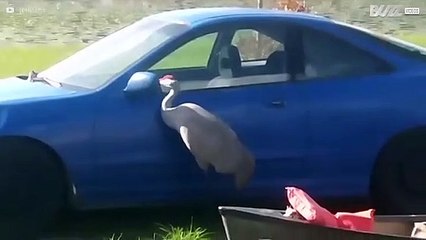 Kraanvogel als de dood voor eigen spiegelbeeld