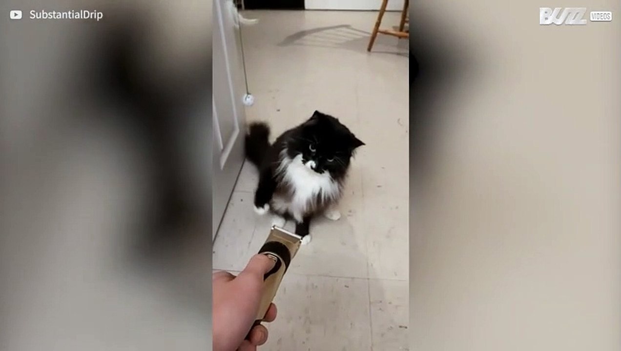 Bokswedstrijd tussen kat en tondeuse