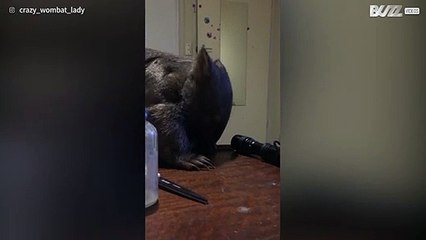Wombat volledig hersteld na aanval vos