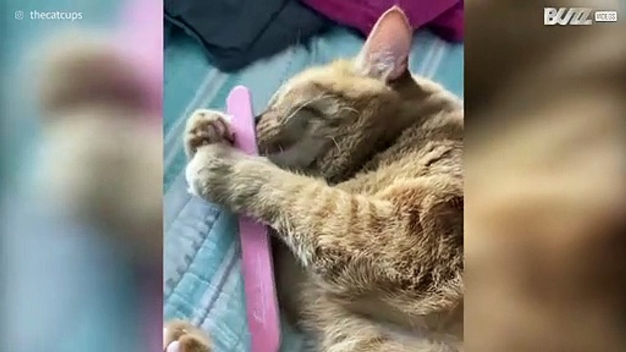 Kat is verliefd op nagelvijl van baasje