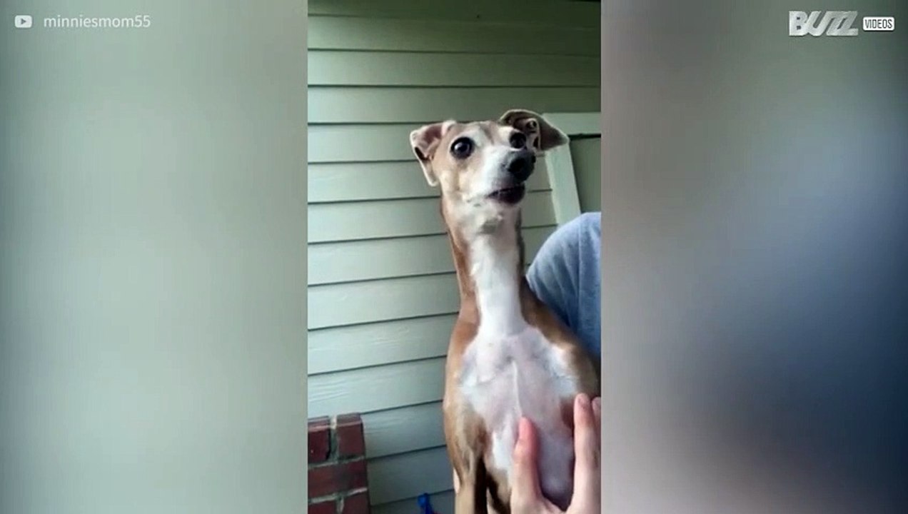 Minnie huilt elke keer als ze een andere hond ziet