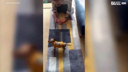 Puppy met trui valt om