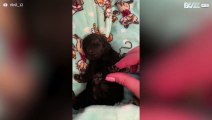 Schattige slapende puppy laat je hart smelten
