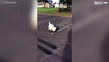 [TRANSLATE] - Skateboarding dog refuses to go home!