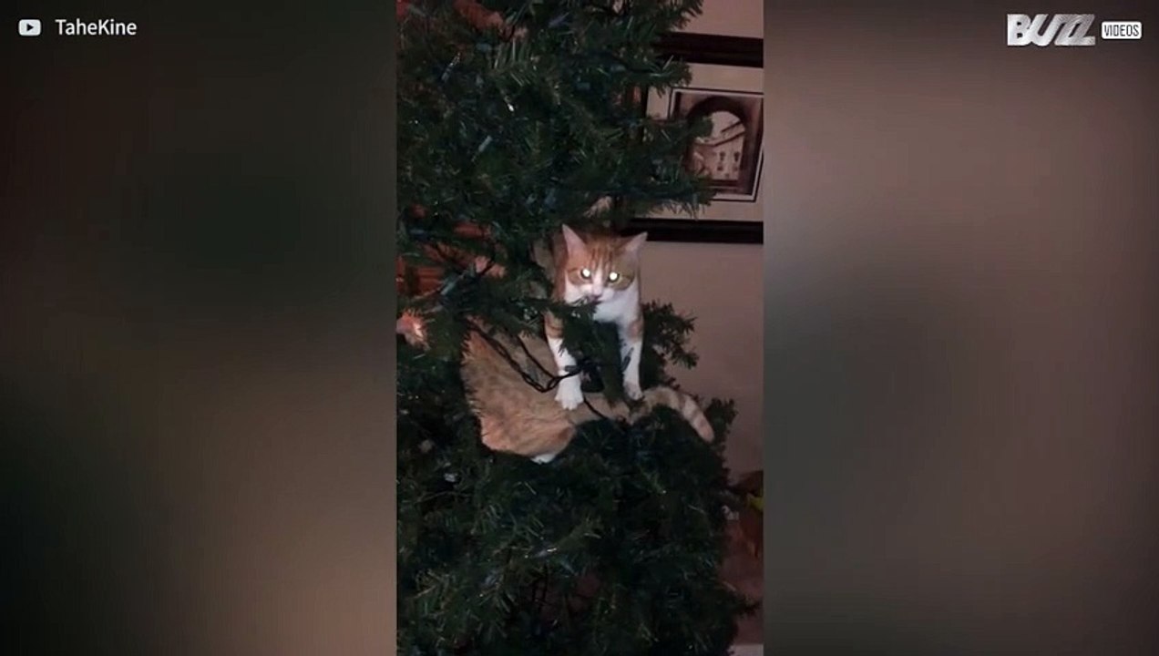 Voor deze katten is een kerstboom een pretpark!