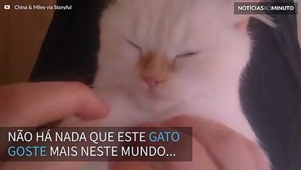 Gato relaxa profundamente ao receber massagem