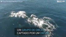 Grupo de orcas passeia ao largo da costa da Califórnia