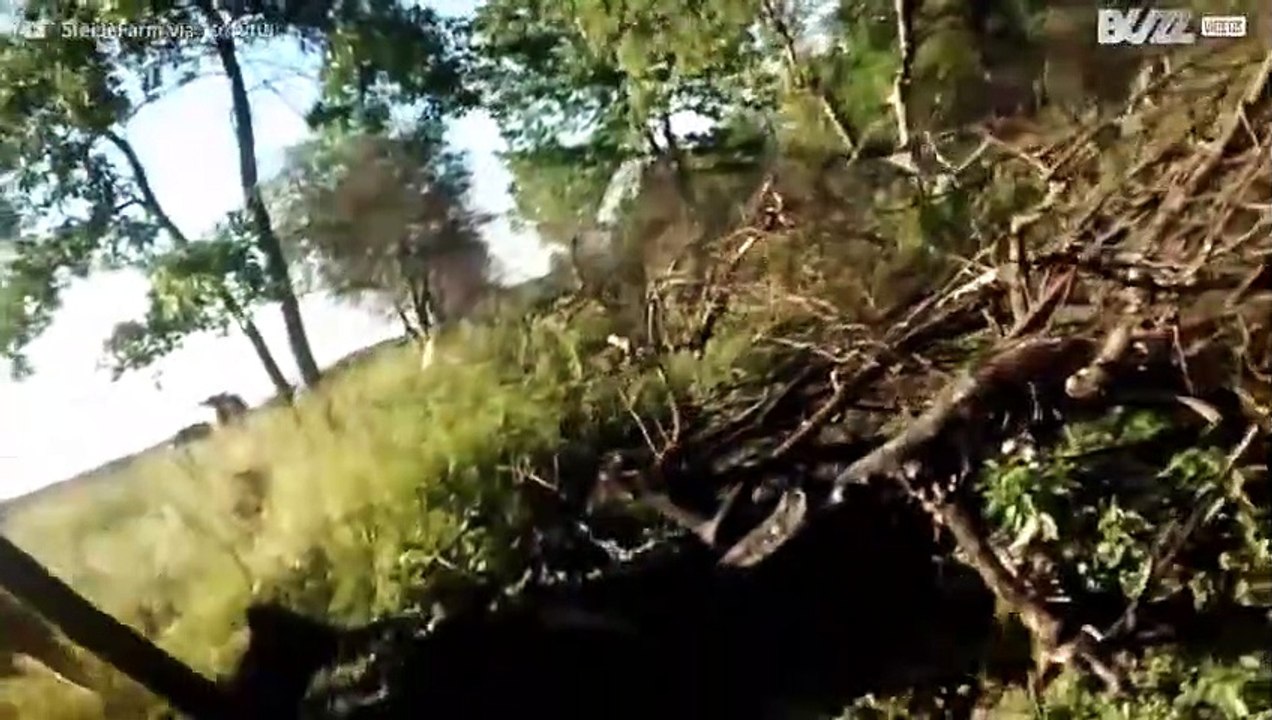 Vaca escondeu o seu filho bebé do agricultor
