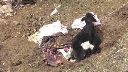 Uçuruma yuvarlanan inek iki gün sonra kepçeyle kurtarıldı