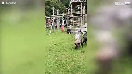 [TRANSLATE] - Gorilla rescues baby gorilla from fight