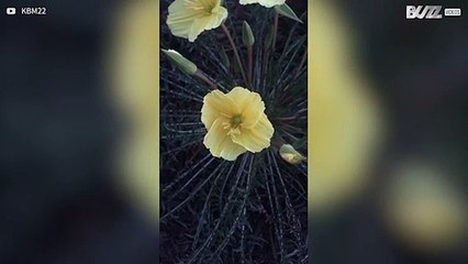 [TRANSLATE] - Mesmerizing flower blooming caught on camera