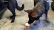 [TRANSLATE] - Dogs take part in speed eating challenge