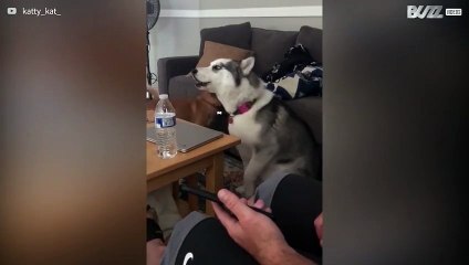 Husky loves to sing Family Guy theme