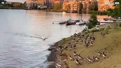 [TRANSLATE] - Bossy swan runs geese off lake