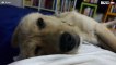 [TRANSLATE] - Creepy moment dog rolls eyes while sleeping