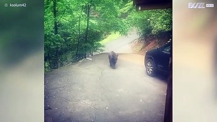 [TRANSLATE] - Bear tries get into car in Tennessee
